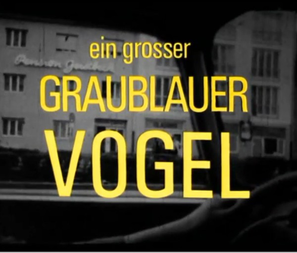 EIN GROSSER GRAUBLAUER VOGEL 1967